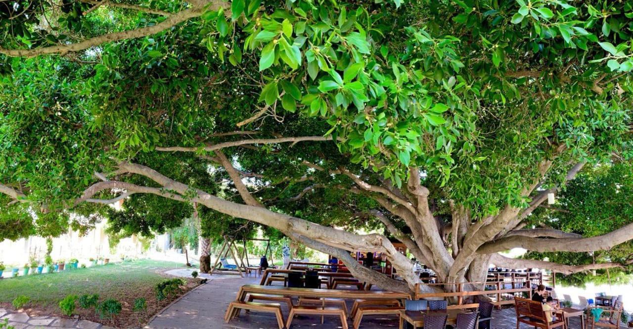 Marvel Tree Hotel Bozyazi Экстерьер фото